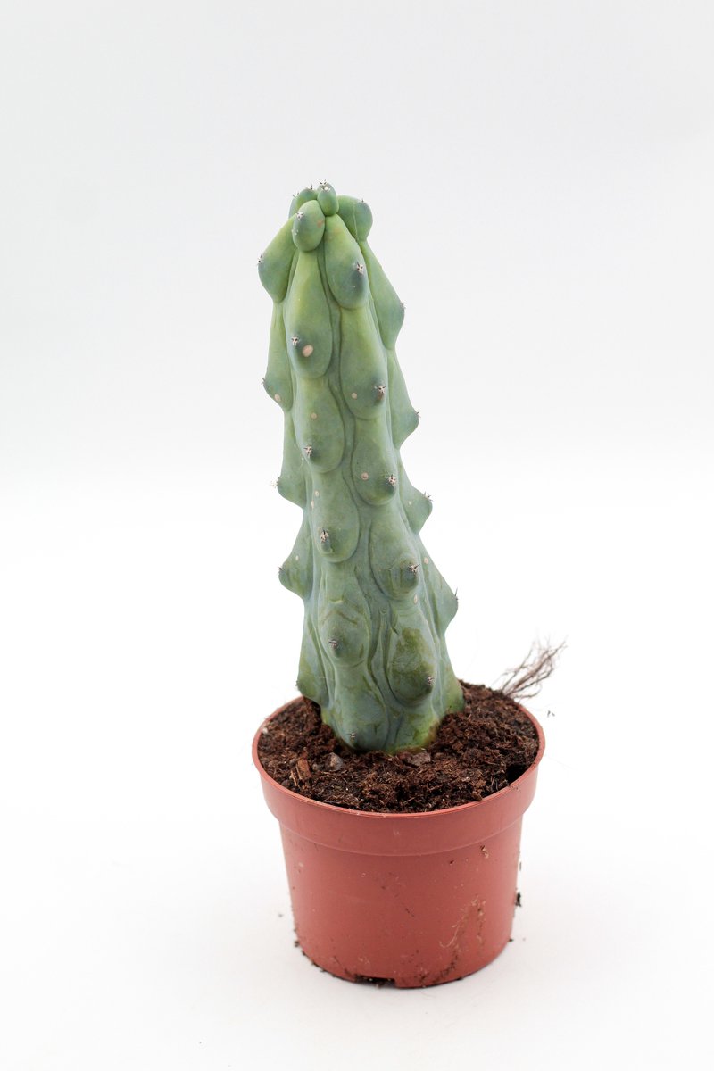 Myrtillocactus geometrizans 'Fukurokuryuzinboku' kopen