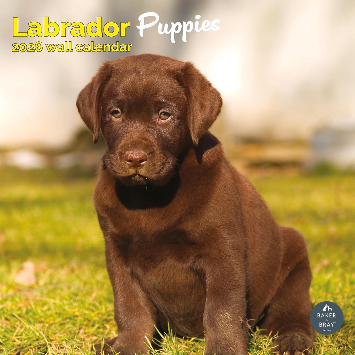Labrador Retriever Puppies Kalender 2027