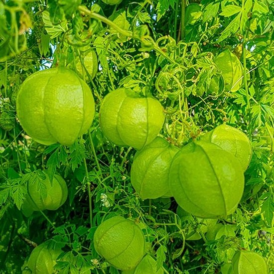 Blaasjeswingerd zaden (Ballonplant)