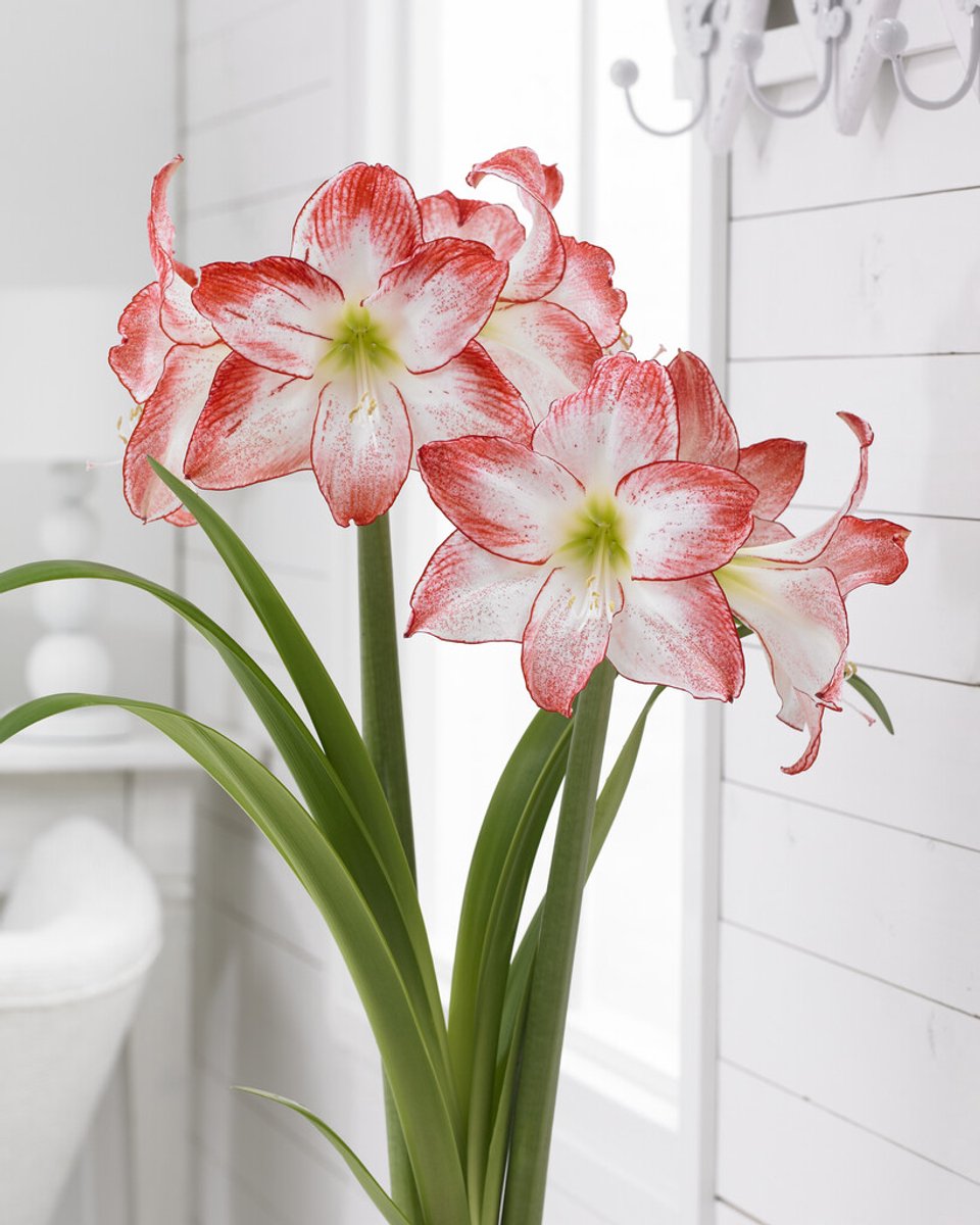 Amaryllis Spotlight | 1 stuk | Hippeastrum | Bloembol