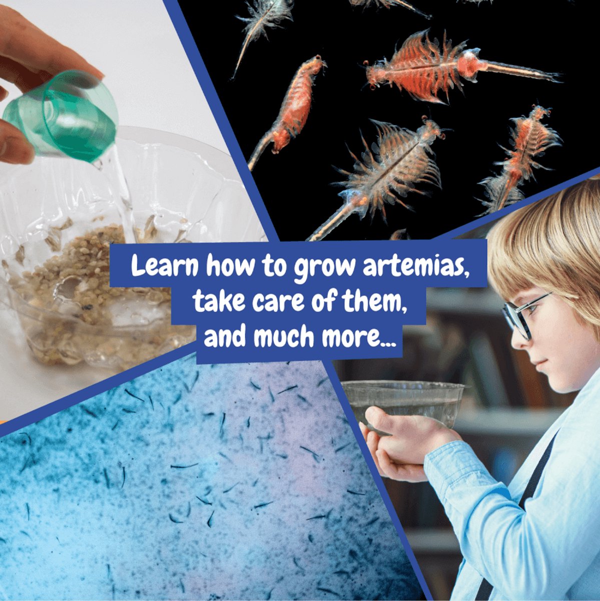 Science4you Artemias Aquatic Creatures - Kweek je eigen Triops - Experimenteerset - Educatief Speelgoed 6+ Jaar — cadeau in Spellen & Speelgoed - foto 8