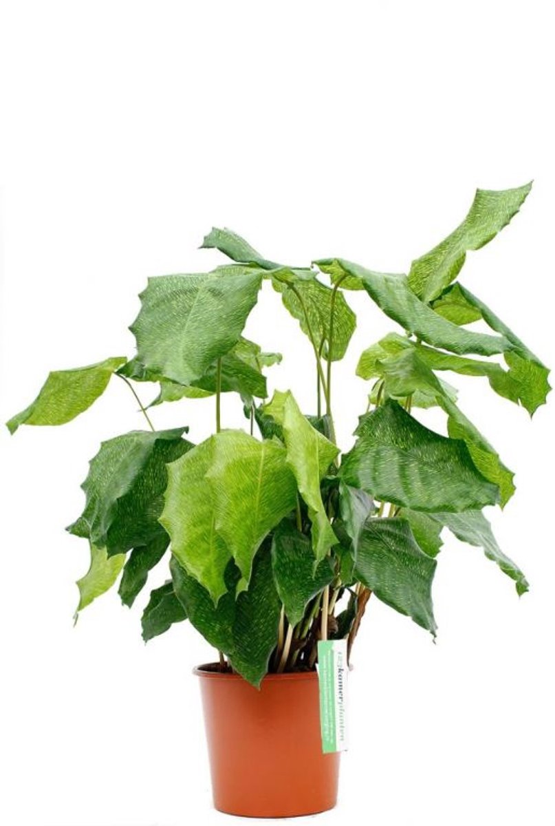 Calathea kopen