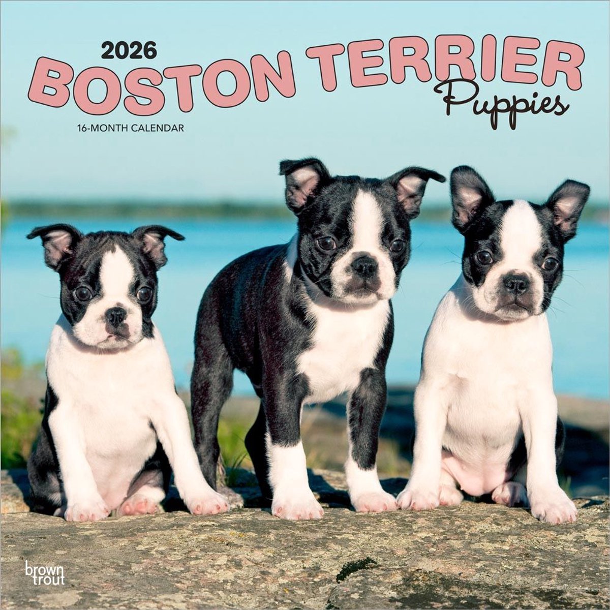 Boston Terrier Puppies Kalender 2026