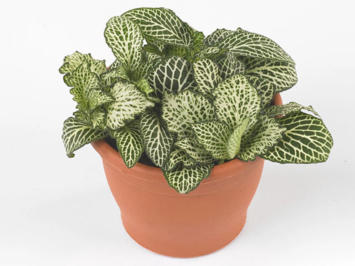 JUNAVERA Fittonia ‘White Whisper’ in 5 cm pot – 12 cm hoge mini mozaïekplant met 3 stekken