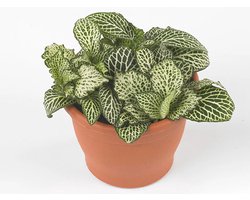 JUNAVERA Fittonia â€˜White Whisperâ€™ in 5 cm pot â€“ 12 cm hoge mini mozaÃ¯ekplant met 3 stekken