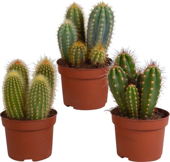 Cereus mix 10,5 cm