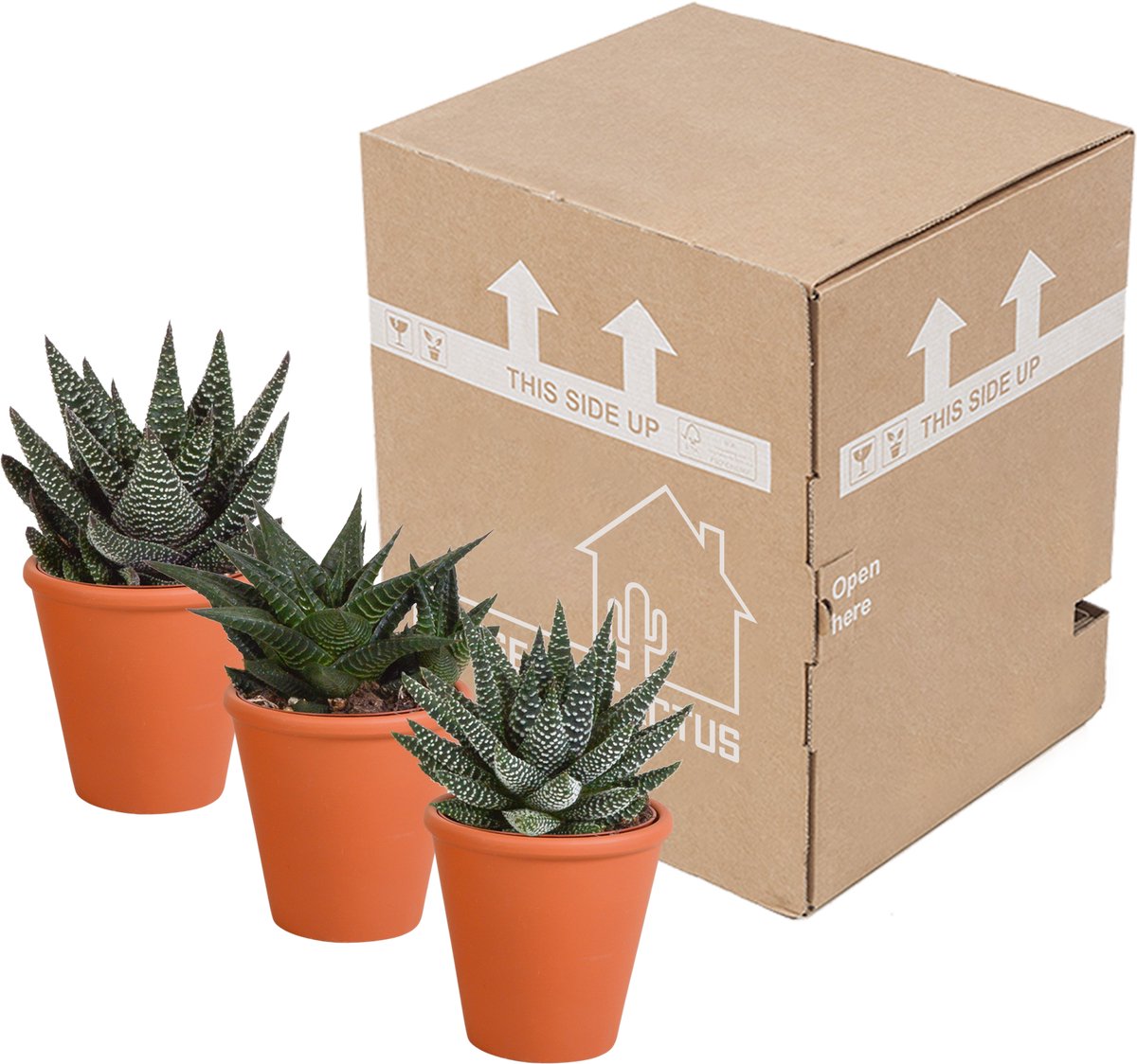 Gasteria/Haworthia mix 8.5 cm in terracotta pot | 3 stuks