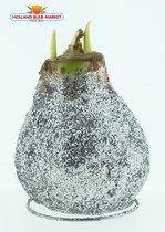 Amaryllis bol met Zilver glitters, Een Stralend Rood-Wit gestreept bloeiend Cadeau voor uw Interieur