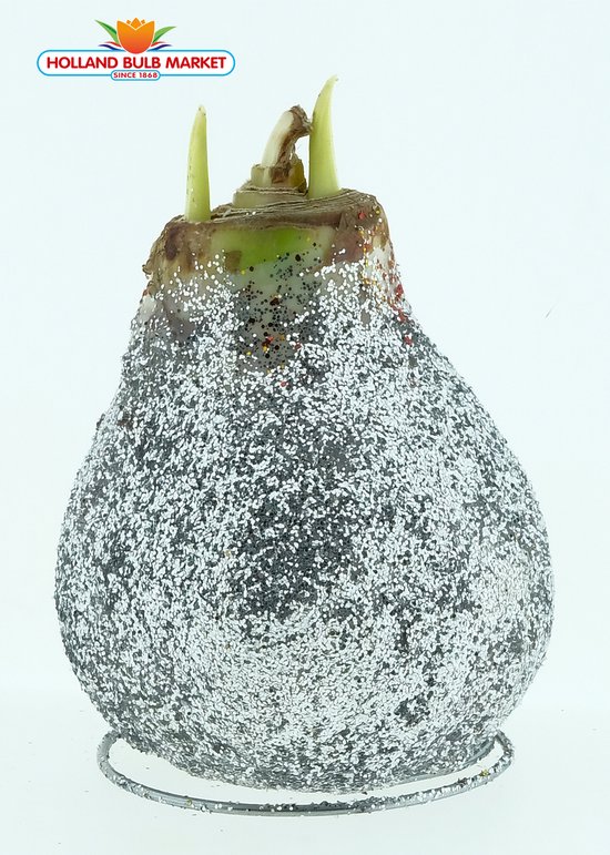 Amaryllis bol met Zilver glitters, Een Stralend Rood-Wit gestreept bloeiend Cadeau voor uw (kerst) Interieur