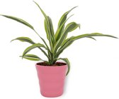 Kamerplant Dracaena Lemon Lime – Drakenbloedboom - ± 25cm hoogte – 12 cm diameter - in roze pot