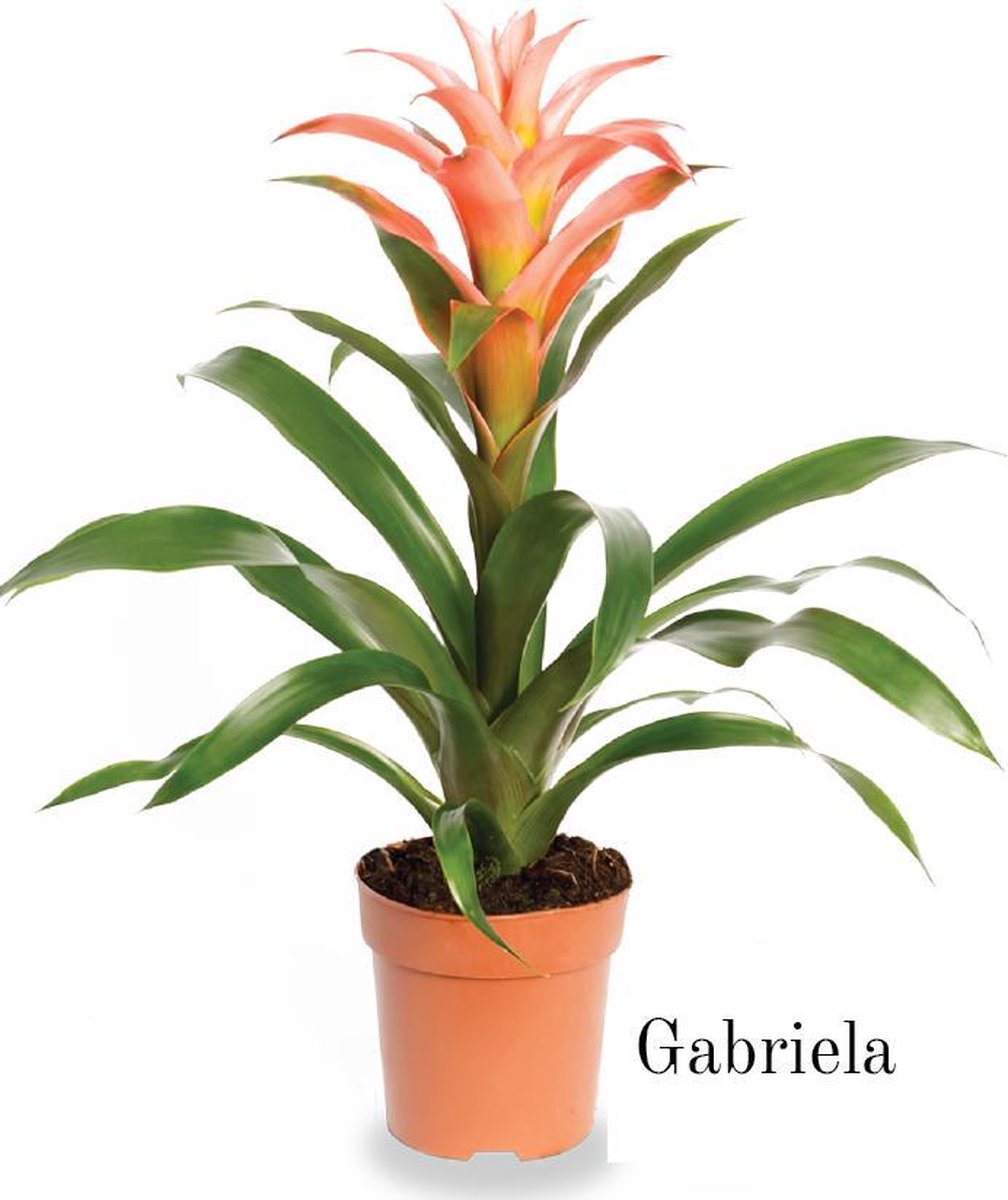 Bromelia Guzmania | Gabriela | 12cm