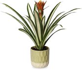 Bromelia Fortuna | Diego | 12cm