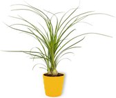 Kamerplant Nolina Recurvata - Olifantspoot - ±  25cm hoog - 12cm diameter - in gele pot