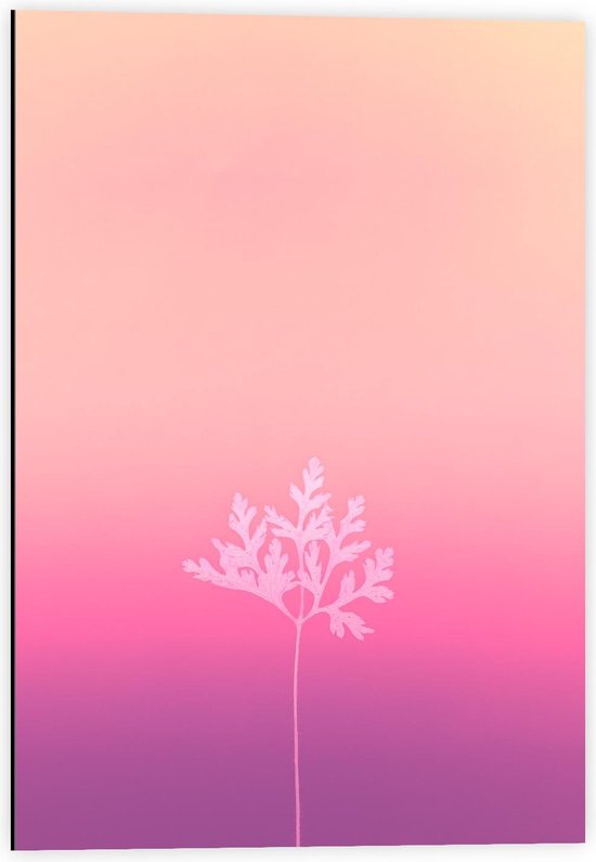 Dibond - Wit Bloempje met Roze Achtergrond - 40x60cm Foto op Aluminium (Wanddecoratie van metaal)