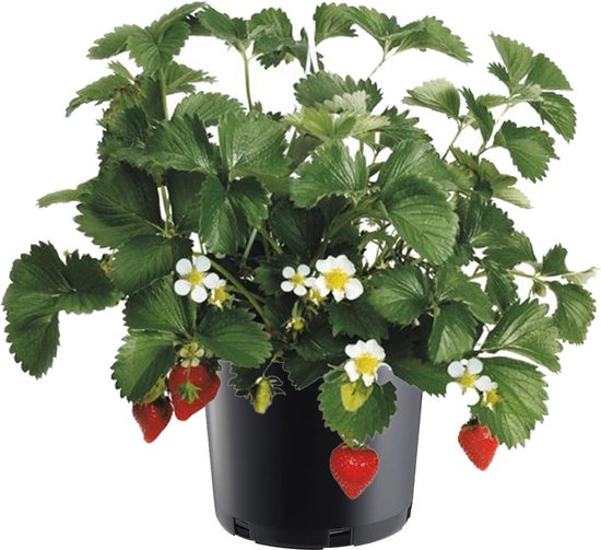 Aardbeien planten in 2 Liter Kwekerij pot Kweek je eigen Aardbeien de hele  zomer | bol.com