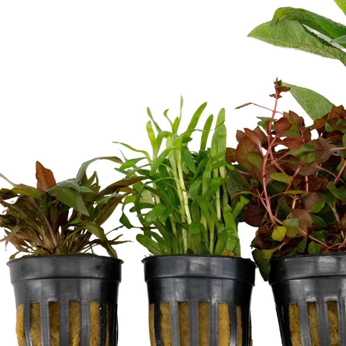 Premium Makkelijke Aquariumplanten Mix | 3 of 5 Planten P5 Pot
