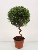 Boom van Botanicly – Myrtus communis – Hoogte: 40 cm