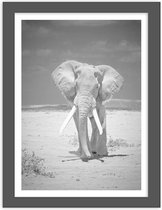 Foto in frame ,  Wandelende Olifant , 3 maten , Zwart wit , wanddecoratie , Premium print