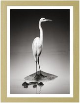 Foto in frame , Reiger , 3 maten , Zwart wit , wanddecoratie , Premium print