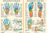 Het menselijk lichaam - anatomie poster hand- en voetreflexologie (Nederlands, gelamineerd, A2)