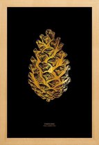 JUNIQE - Poster met houten lijst Pinecone gouden -40x60 /Goud & Zwart