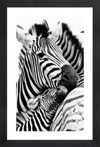 JUNIQE - Poster in houten lijst Zebras -20x30 /Wit & Zwart