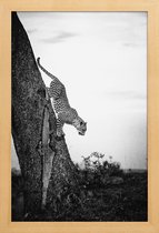 JUNIQE - Poster in houten lijst Pouncing Leopard -20x30 /Wit & Zwart
