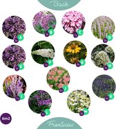 Budgetplant - Mix Van Planten - 80 Cm - Ø - 47 Stuks