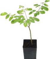 Moringa zaden (Moringa oleifera) -  Kweek zelf je moringa planten (10 Gram)