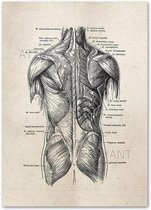 Anatomy Poster Back - 20x25cm Canvas - Multi-color