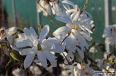 Magnolia stellata - Stermagnolia 40-50 cm in pot - Heester - Tulpenboom