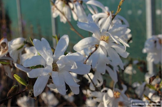 Magnolia stellata – STERMAGNOLIA