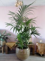 Kentia palm van wel 210cm. Een sterke plant die een ruimte meteen enorm aankleedt en een jungle look geeft.