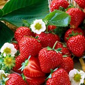 10x Fragaria Ananassa 'Salsa' - Aardbei Plant - Blote wortels