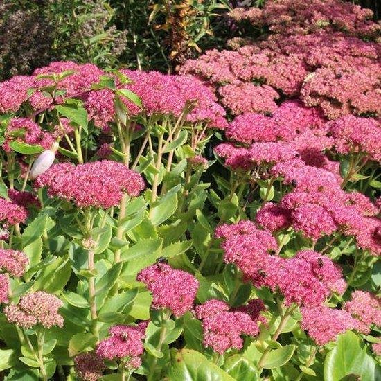 6x Roze Hemelsleutel (Sedum spectabile 'Brillant')