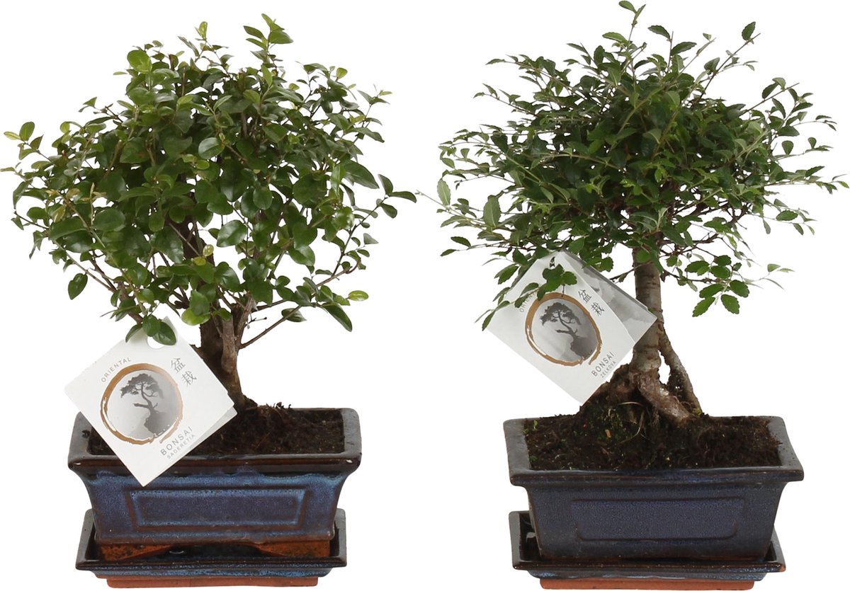 Bonsai Bol vorm Boom - 2 Stuks - Hoogte: 25-30 cm (mix keramiek)