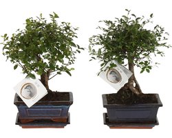 ZynesFlora Echte Bonsai Bomen in Keramiek Sierpot - 2 Stuks - Hoogte: 25-30 cm - Feng Shui Zen Bonsai Meditatie Decoratie