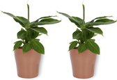 2x Kamerplant Musa Tropicana – Bananenplant - ± 25cm hoog – 12 cm diameter - in koperkleurige pot