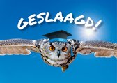 Geslaagd ansichtkaarten - set van 8 dezelfde postkaarten - eindexamen, afstuderen, promoveren etc.