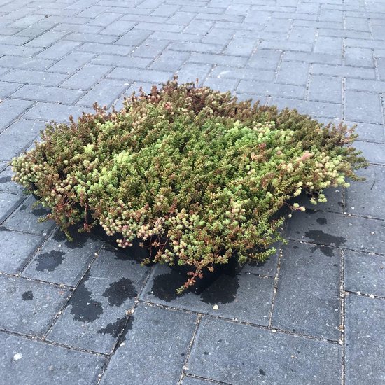 Een vierkant sedumtray met groene, rode en roze blaadjes, liggend op grijze tegels.