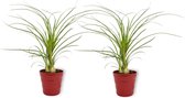 2x Kamerplant Nolina Recurvata - Olifantspoot - ±  25cm hoog - 12cm diameter  - in rode pot