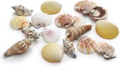 Schelpen Mix Medium - Hobby - Home decoratie - DIY - Ibiza look