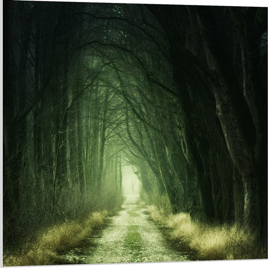 Forex - Chemin de lumière dans la forêt sombre - Photo 80x80cm sur Forex