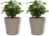 2x Kamerplant Coffea Arabica – Koffieplant - ± 25cm hoog – 12 cm diameter - in zilverkleurige pot