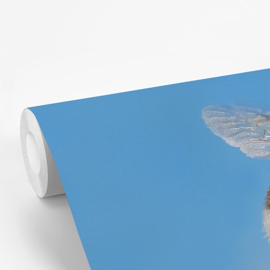 Papier peint photo en vinyle - Bourdon flottant au-dessus d'une plante de Zinnia rose largeur 390 cm x hauteur 260 cm - Tirage photo sur papier peint (disponible en 7 tailles)