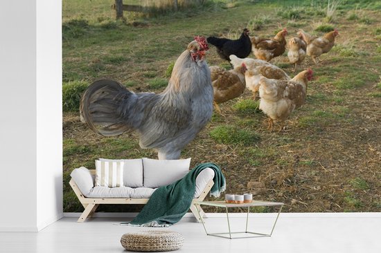 Coq parmi les poulets dans l'herbe papier peint photo vinyle largeur 360 cm x hauteur 240 cm - Tirage photo sur papier peint (disponible en 7 tailles)