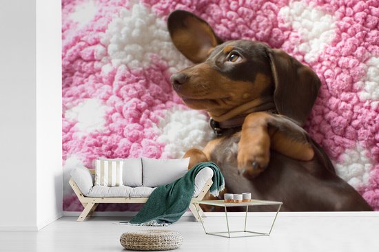 Papier peint vinyle - Un chiot teckel sur une couverture rose largeur 420 cm x hauteur 280 cm - Tirage photo sur papier peint (disponible en 7 tailles)