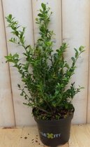 Ilex donker groen