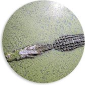 Forex Wandcirkel - Krokodil in Groen Water - 80x80cm Foto op Wandcirkel (met ophangsysteem)