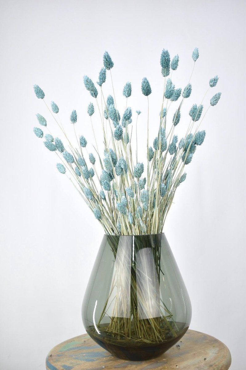 Droogbloemen Phalaris Licht Blauw Kanariegras Natuurlijk Bloemen